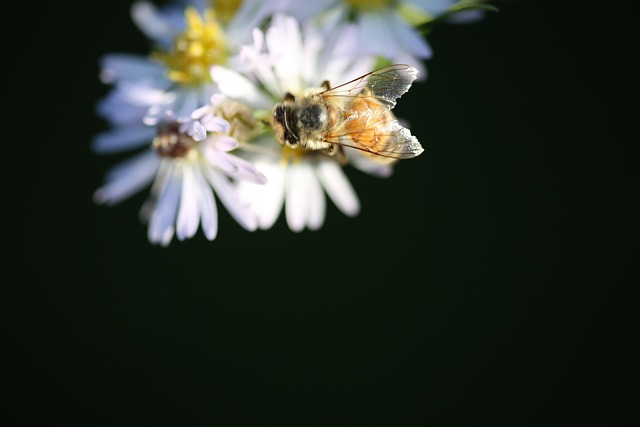 Free Honeybee Pollinators photo and picture
