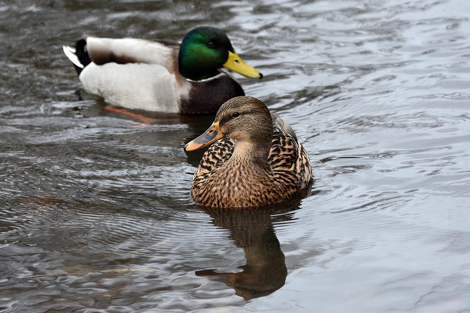 Bird Ducks Ornithology - Free photo on Pixabay - Pixabay