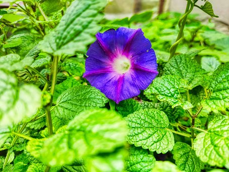 Blume, Blütenblätter, Blätter