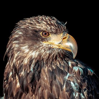 Águia, Pássaro, Sentado, Animal