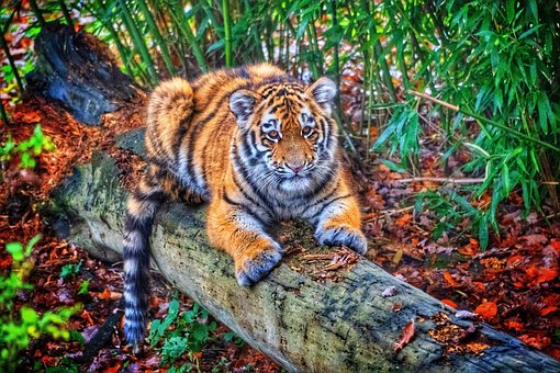 Tigre, Animal, Jardim Zoológico