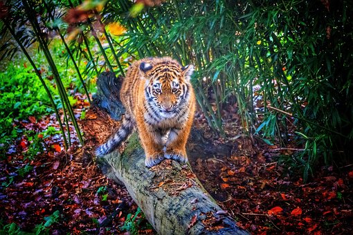 Tigre, Animal, Jardim Zoológico