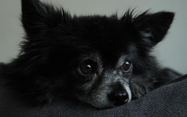 Free Chihuahua Animal photo and picture