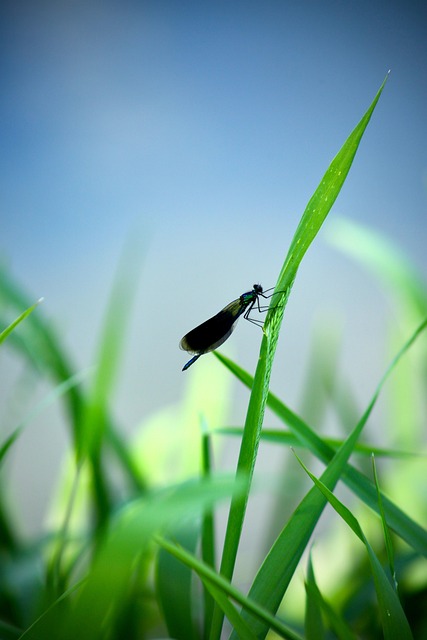 Free Insect Entomology photo and picture