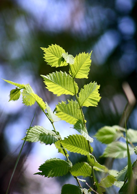 Free Birch Leaves photo and picture