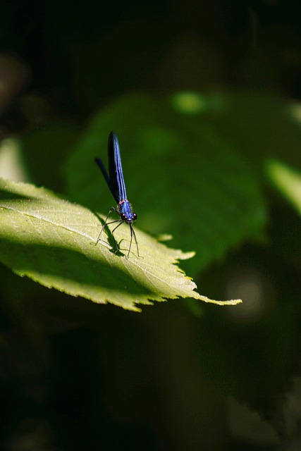 Free Dragonfly Leaf photo and picture