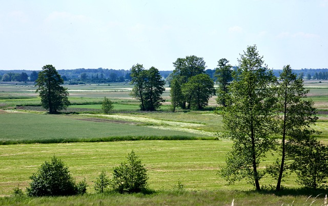 Free Fields Trees photo and picture
