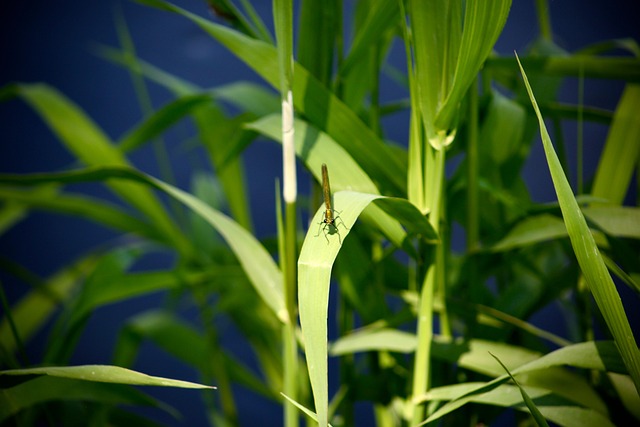 Free Grass Insect photo and picture
