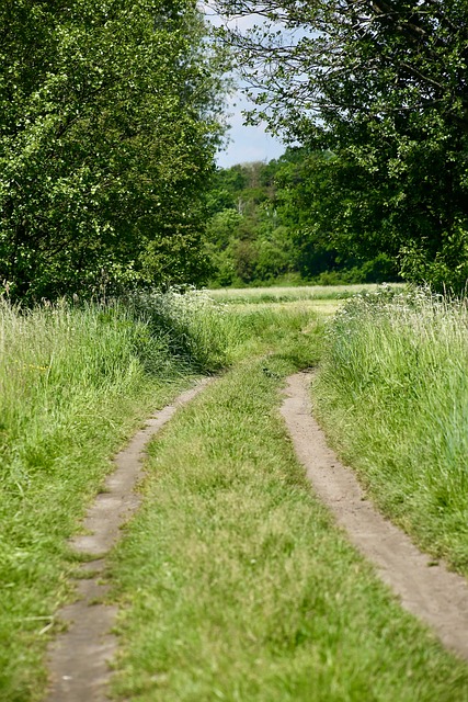 Free Meadow Trees photo and picture