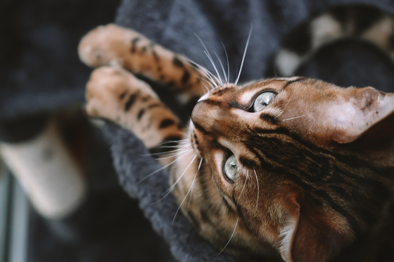 Cat - free online jigsaw puzzle photo
