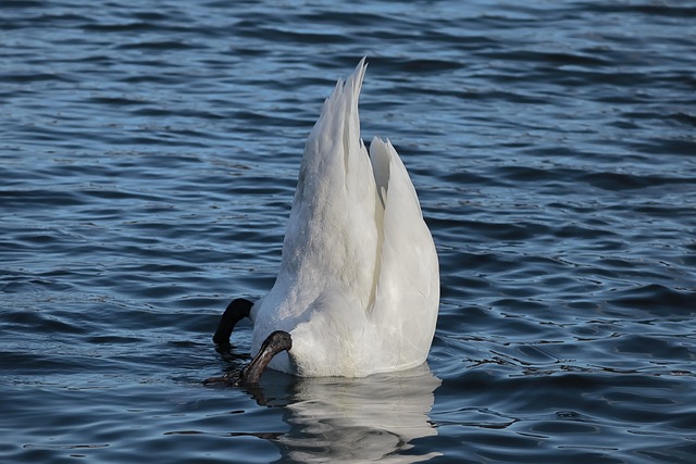 Cisne, Animal, Pássaro, Ave Aquática