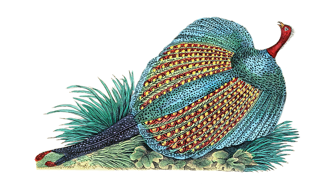 Free great argus nature bird illustration