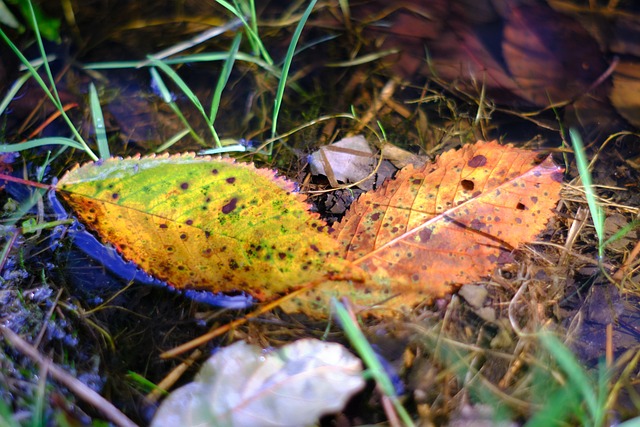 Free Fall Leaves photo and picture