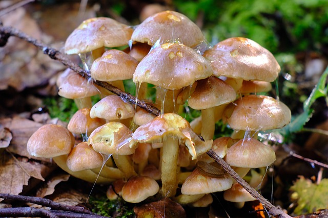 Free Mushrooms Fungus photo and picture