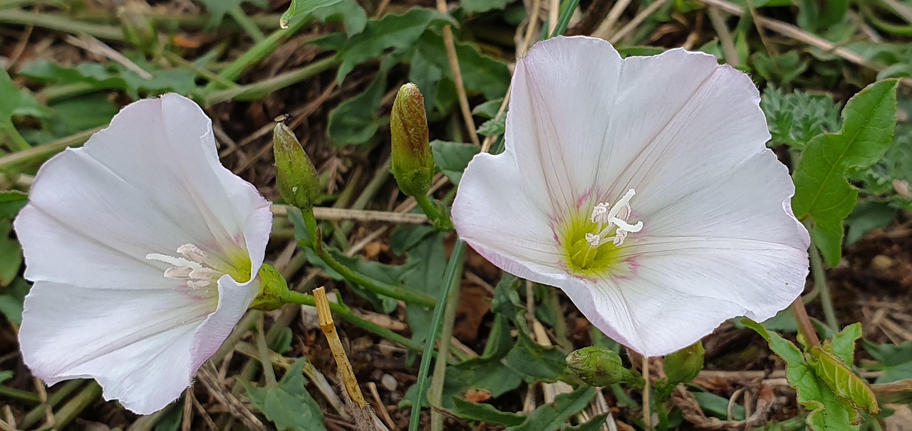 Field Bindweed Flowers Plants Free photo on Pixabay Pixabay