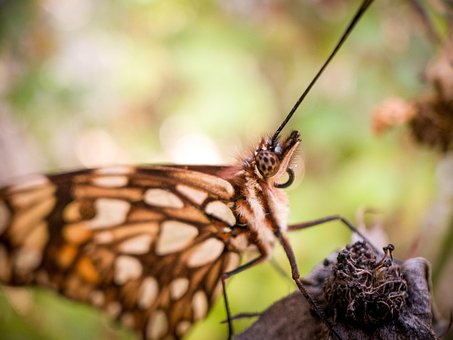 Free Butterfly Insect photo and picture