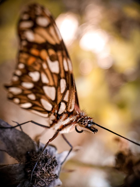 Free Butterfly Insect photo and picture