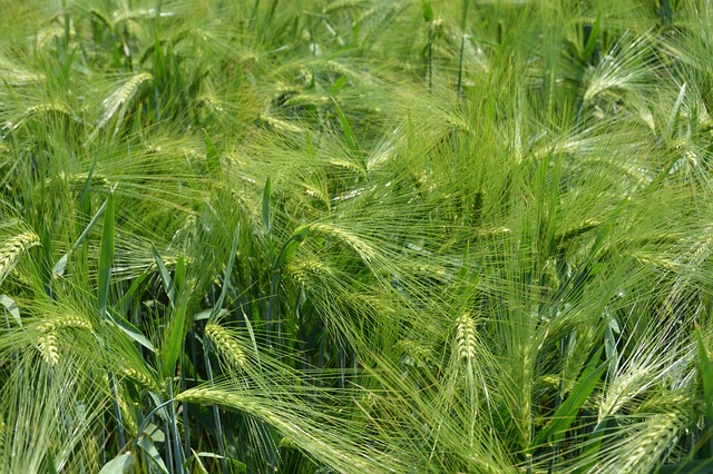 Free Barley Plants photo and picture
