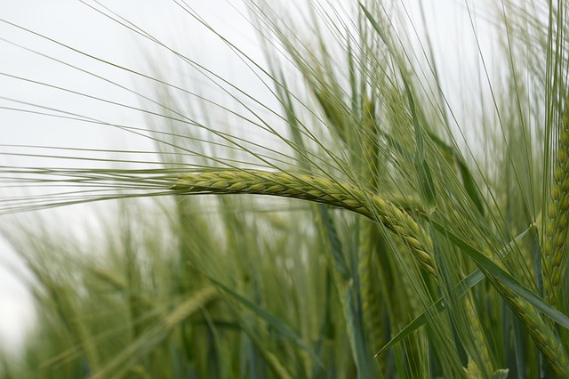 Free Barley Plants photo and picture