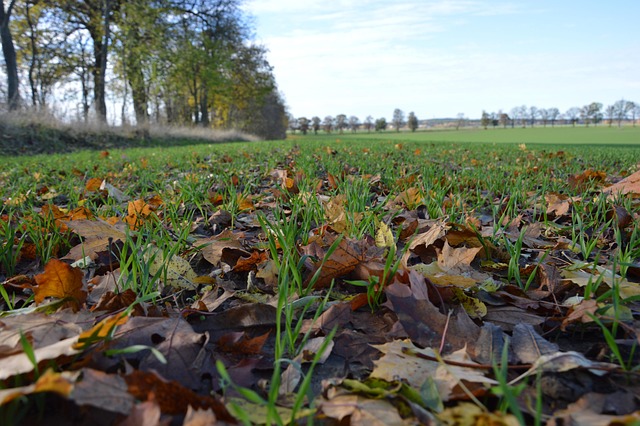 Free Leaves Field photo and picture