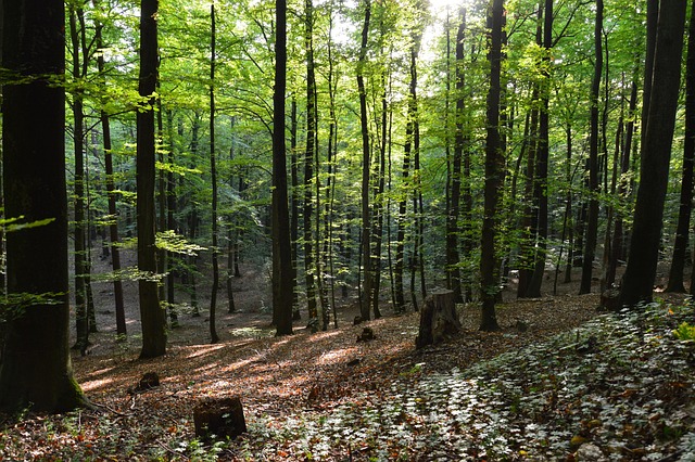 Free Forest Trees photo and picture
