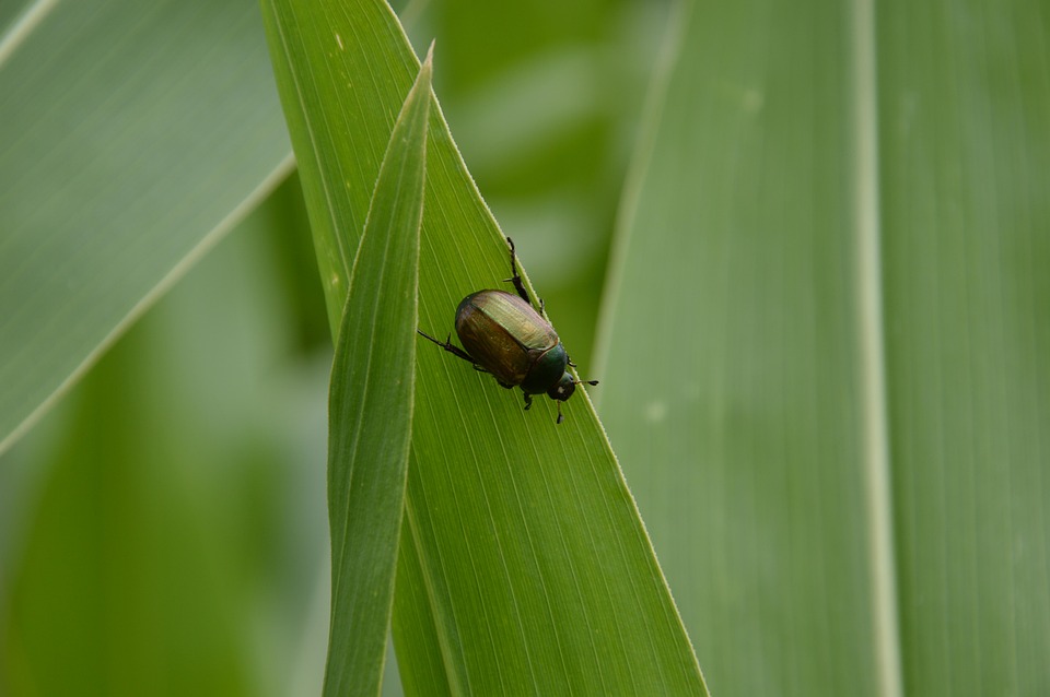Japanese Beetle Insect Leaves - Free photo on Pixabay - Pixabay