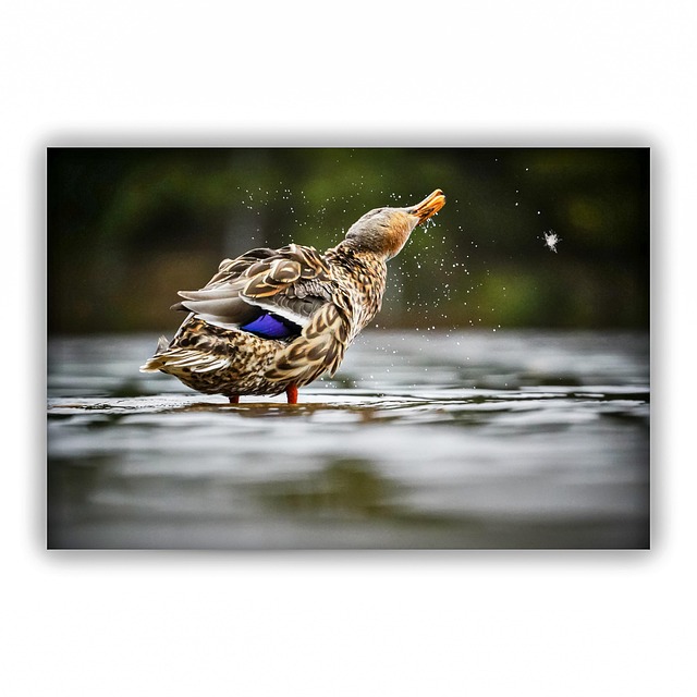 Free Nature Ducks photo and picture