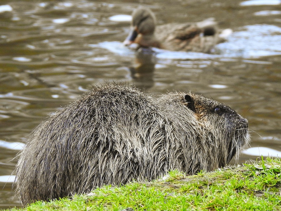 Nutria Rongeur Ragondin - Photo gratuite sur Pixabay - Pixabay
