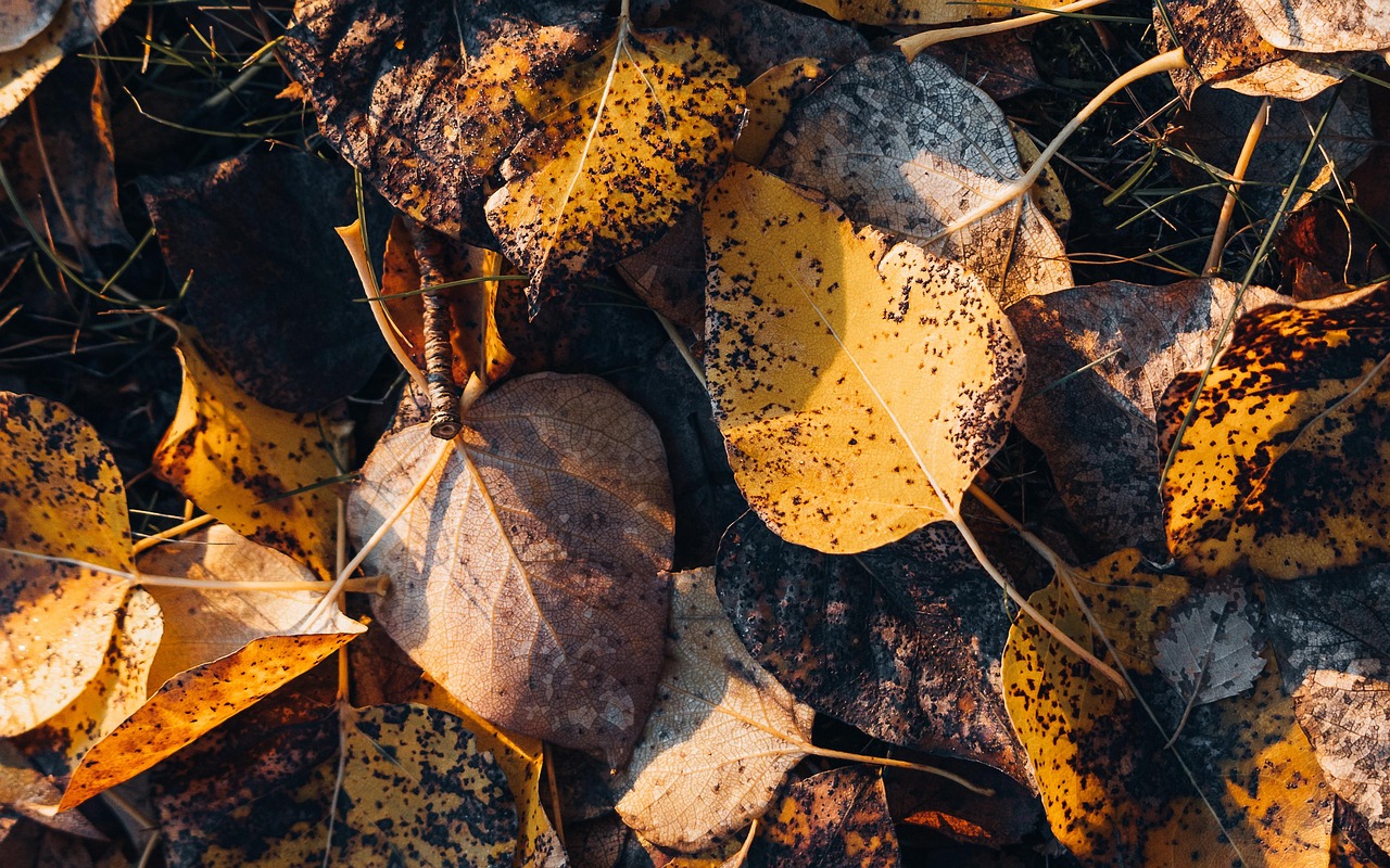 Autumn Leaves Foliage - Free photo on Pixabay - Pixabay