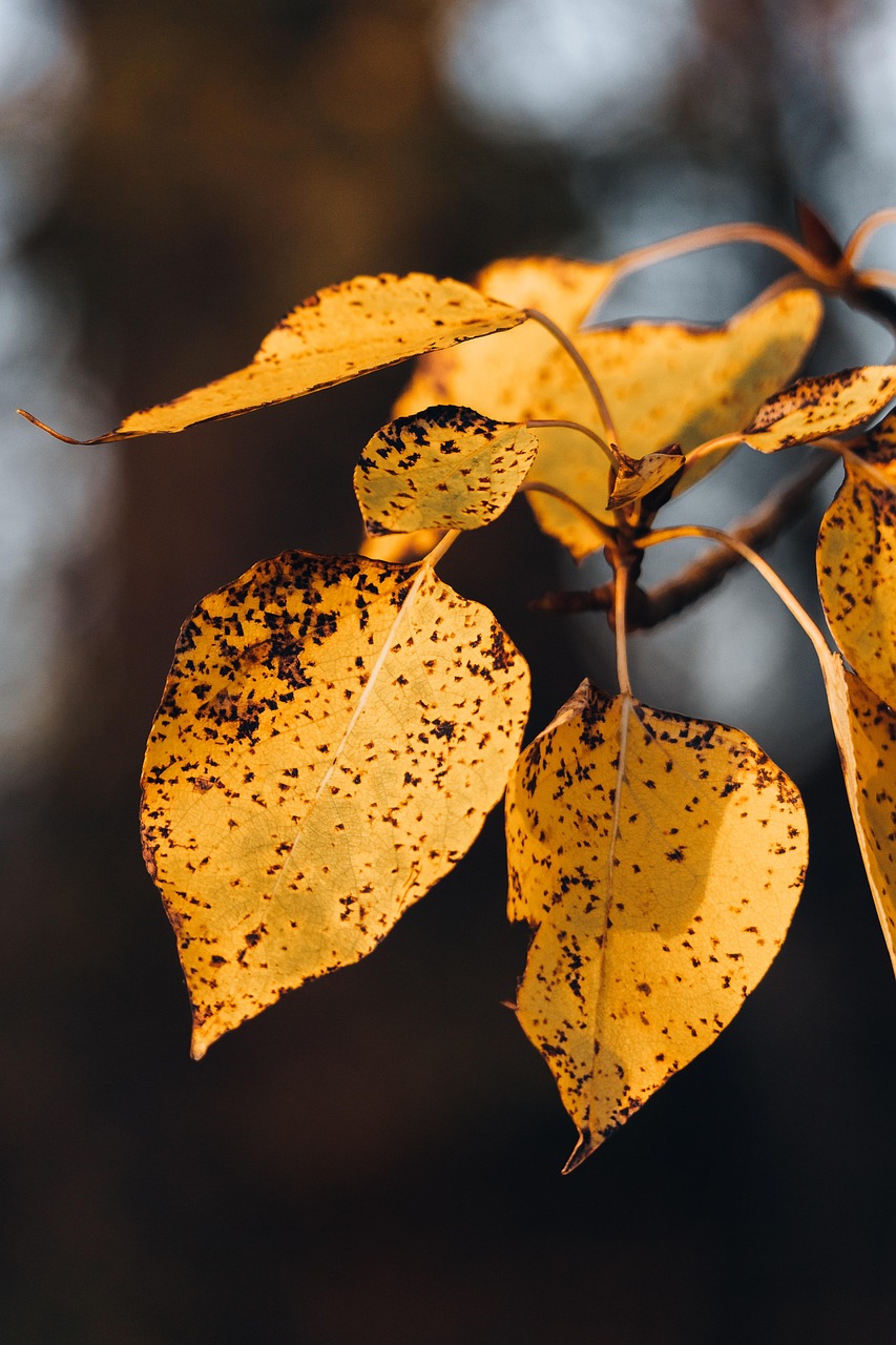가을 잎 나뭇잎 - Pixabay의 무료 사진 - Pixabay