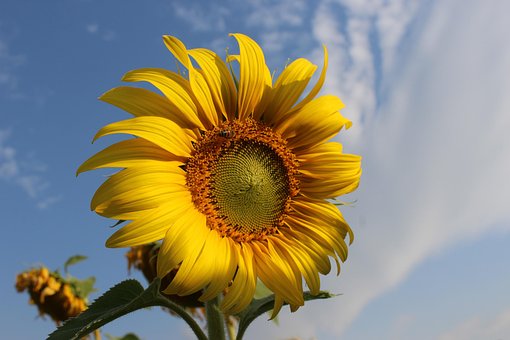 Free Sunflower Flower Background photo and picture