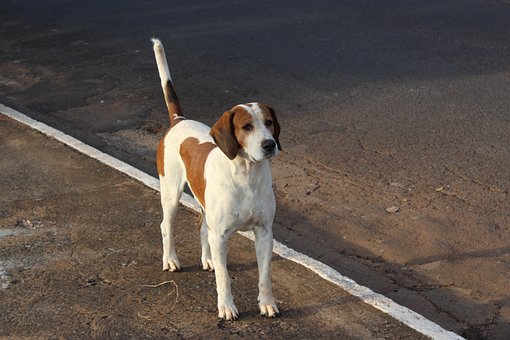 Free Dog Pet photo and picture
