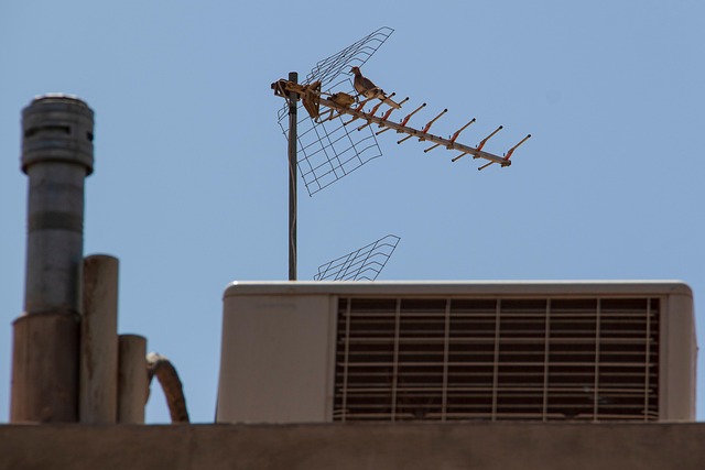 Pigeons sur un bâtiment, à protéger par filets et pics anti-pigeons