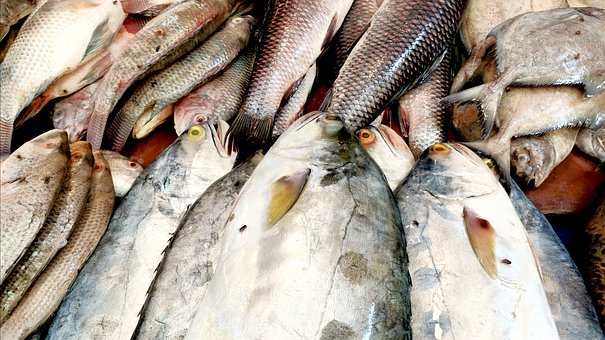 Free Fish Market photo and picture