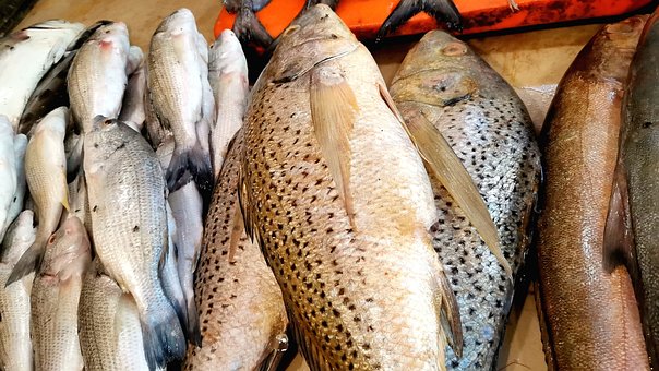Free Fish Fisherman photo and picture