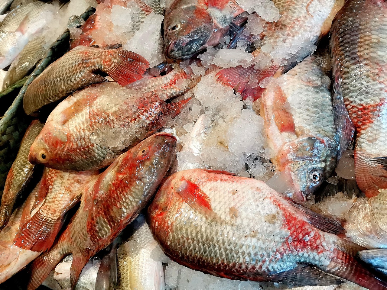 鱼 海鲜 食物 - Pixabay上的免费照片 - Pixabay