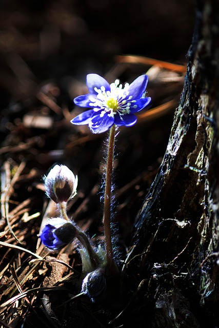Blumen, Pupillenblüten