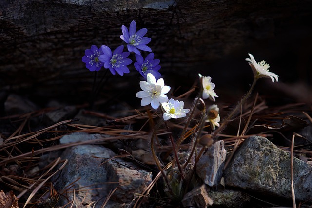 Blaue Leber, Blumen, Pflanze