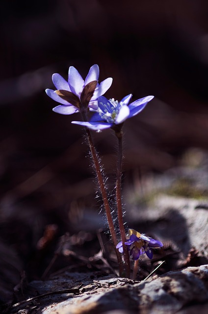 Blumen, Pupillenblüten