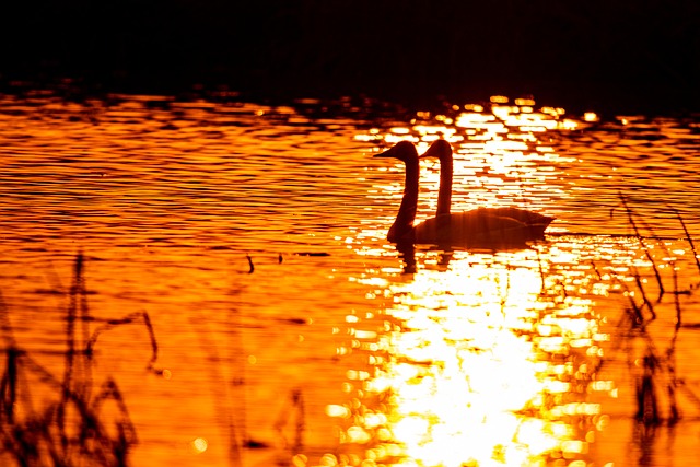 Vögel, Schwan, Natur, Vogelkunde