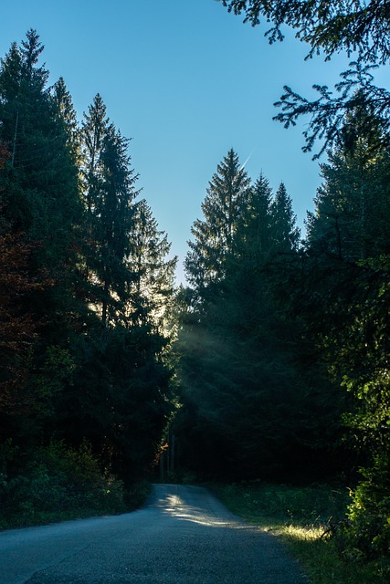 Natur, Efterår, Landskab, Lys, Sol