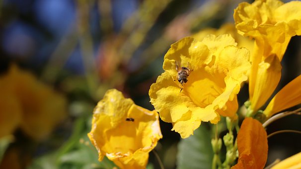 Free Bee Flowers photo and picture