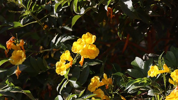 Free Yellow Flowers Bloom photo and picture