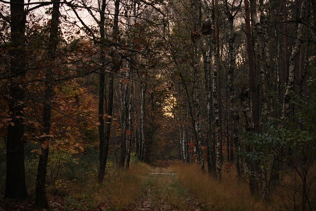 Free Nature Autumn photo and picture