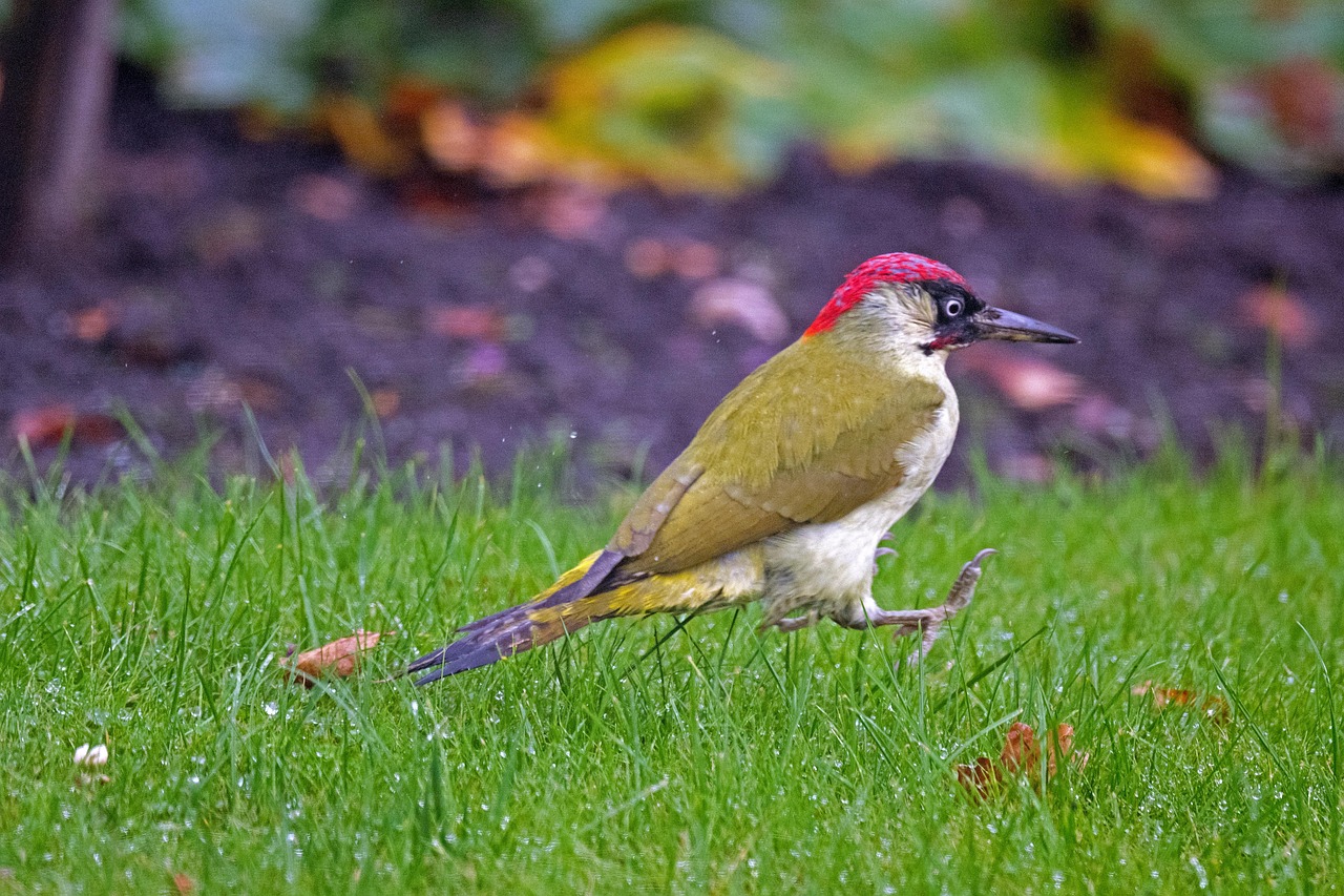 Bird - free online jigsaw puzzle photo