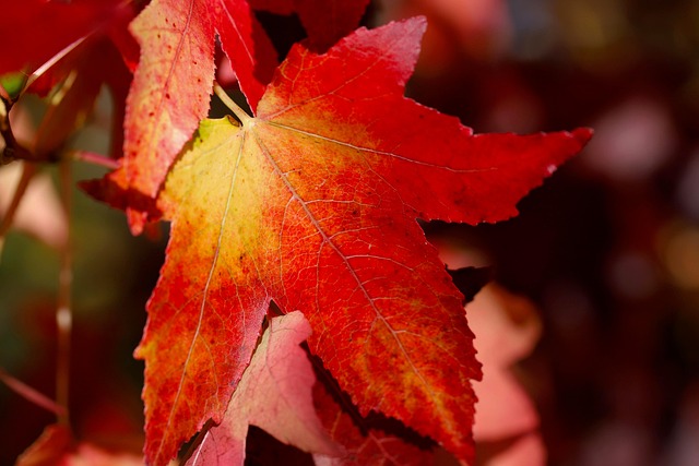 Download free HD stock image of Sweetgum Autumn Color Free Sweetgum Autumn Color photo and picture