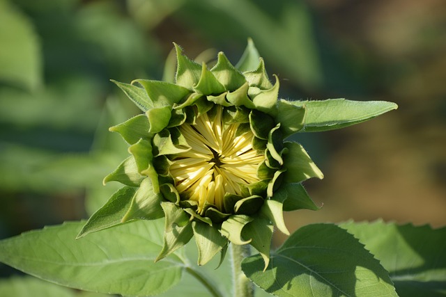 Free Sunflower Flower photo and picture