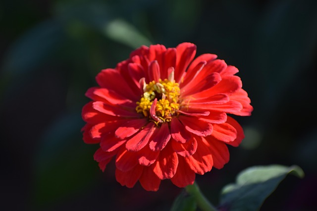 Free Zinnia Flower photo and picture