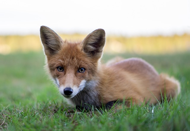 Zorro, Canino, Fauna Silvestre, Animal