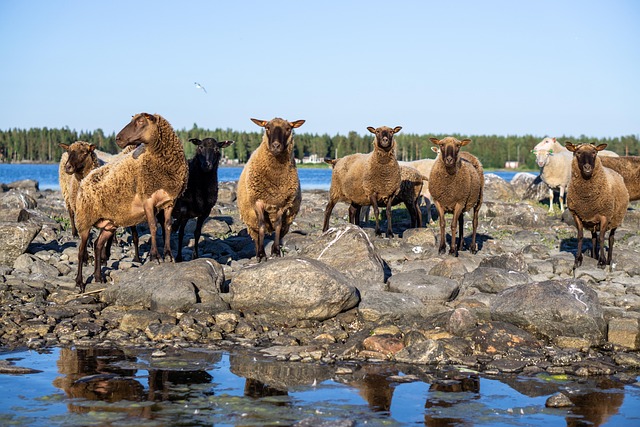 Animales, Ganado, Lana, Mamífero